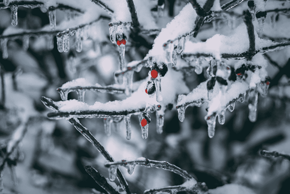 frozen plants with snow on the branches